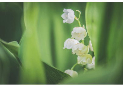 Le muguet, parfum du printemps