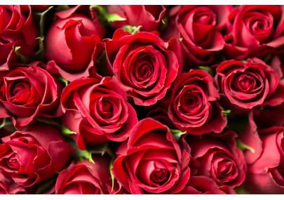 D’où vient le parfum des roses ?