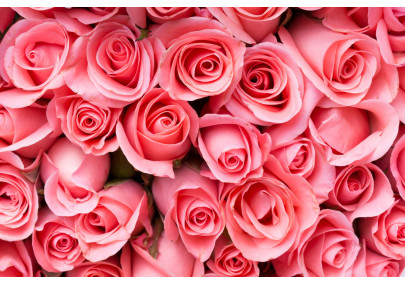 A quoi sert le parfum des roses ?